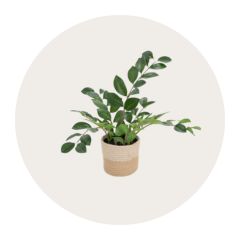 Keinotekoinen onnenhöyhen-kasvi juuttiruukussa beigeä, pyöreää taustaa vasten.