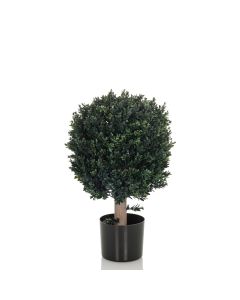 BUXUS - Tekokasvi 