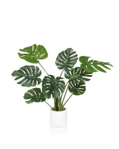 MONSTERA I - Tekokasvi 