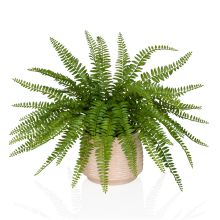 Proliferum - Tekokasvi Vihreä