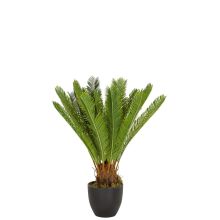 CYCAS - Tekokasvi 