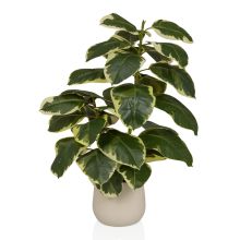 Ficus 3 - Tekokasvi 