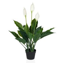 SPATHIPHYLLUM - Tekokasvi 